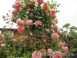 Abraham Darby