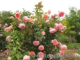 Abraham Darby