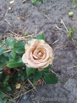 Julia's Rose