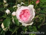 The Wedgwood Rose