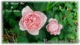 The Alnwick Rose