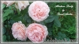 Abraham Darby