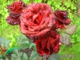 Black Baccara