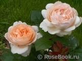 Ambridge Rose 