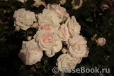 Aspirin Rose