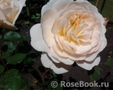 Crocus Rose® 