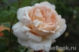 Ambridge Rose 