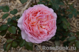 Abraham Darby