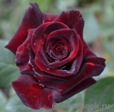 Black Baccara