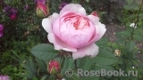 The Alnwick Rose