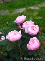 The Alnwick Rose