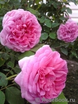 Gertrude Jekyll