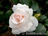 Aspirin Rose