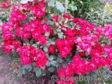 Black Forest Rose ®