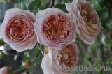 Abraham Darby