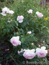 The Wedgwood Rose