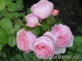 The Alnwick Rose