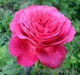 Johann Wolfgang von Goethe Rose®