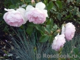 The Wedgwood Rose