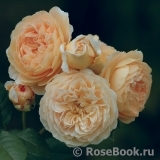 Crown Princess Margareta®