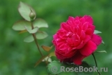 Sophy’s Rose 