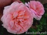 Abraham Darby