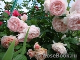 The Wedgwood Rose