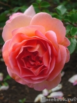 Abraham Darby