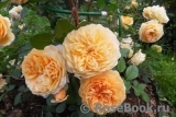 Crown Princess Margareta®