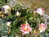 Rose des Cisterciens 