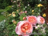 Abraham Darby