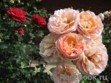 Abraham Darby