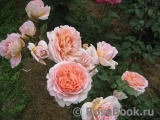 Abraham Darby