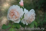 Rose de Tolbiac ®