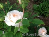 Crocus Rose® 