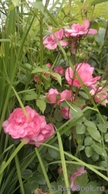 Bordure Rose