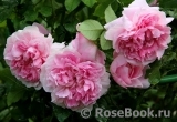 Cottage Rose 