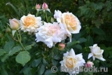 Hermann-Hesse-Rose ®