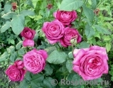 Johann Wolfgang von Goethe Rose®