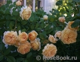 Crown Princess Margareta®