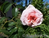 Rose de Tolbiac ®