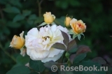 Rose de Gerberoy ®