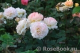 Rose de Gerberoy ®