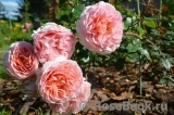 Abraham Darby