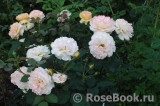 Rose de Gerberoy ®