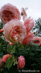 A Shropshire Lad