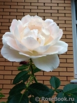 Mon Jardin et Ma Maison