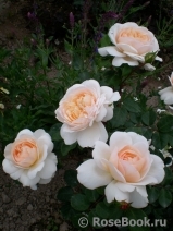 Crocus Rose® 