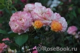 Rose de Gerberoy ®