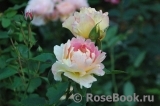 Rose des Cisterciens 